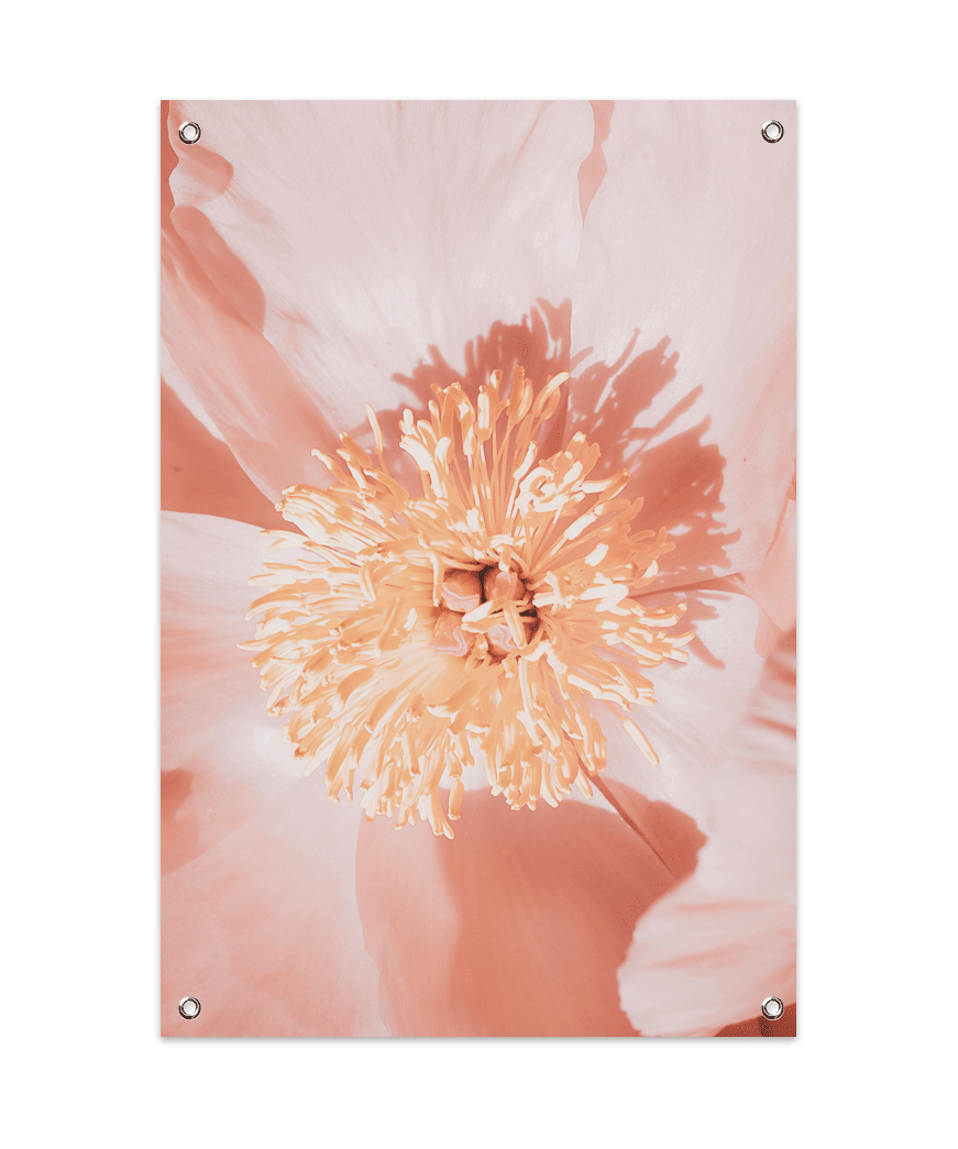 Peony Close-up Tuinposter (60x90cm)