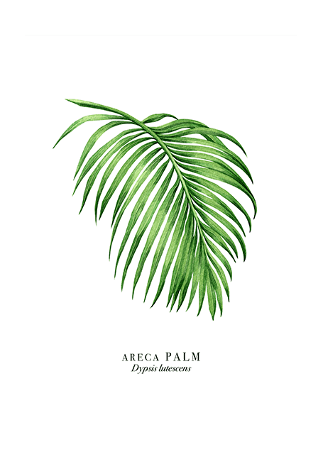 Palm Leaf Poster