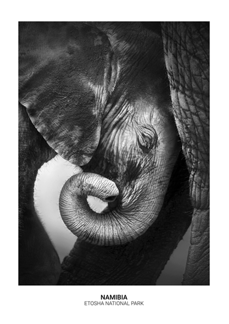 Baby Elephant Poster