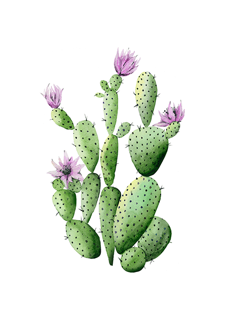 Cactus Flowers