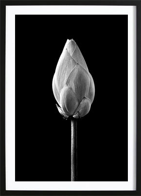 Lotus Bud Black Poster