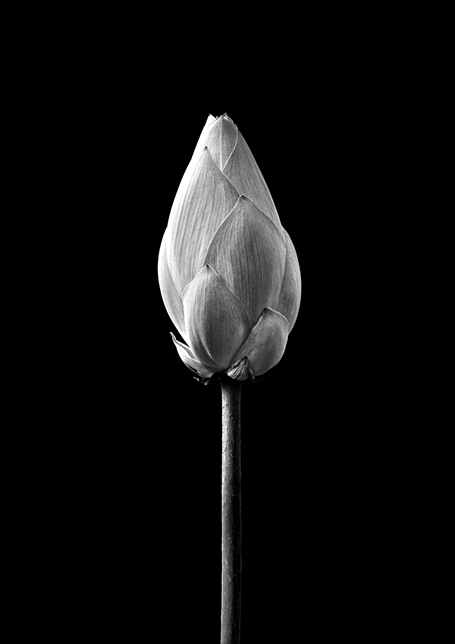 Lotus Bud Black Poster