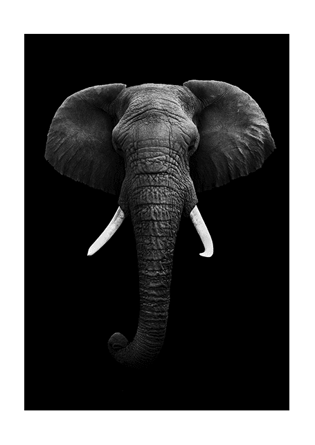 Elephant Poster