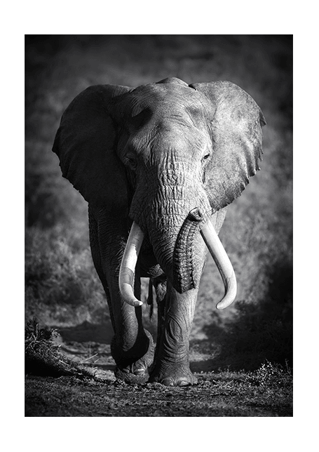 Elephant Spirit Animal Poster