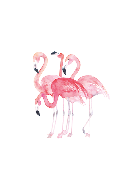 Flamingo's Poster