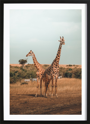 Giraffe Poster