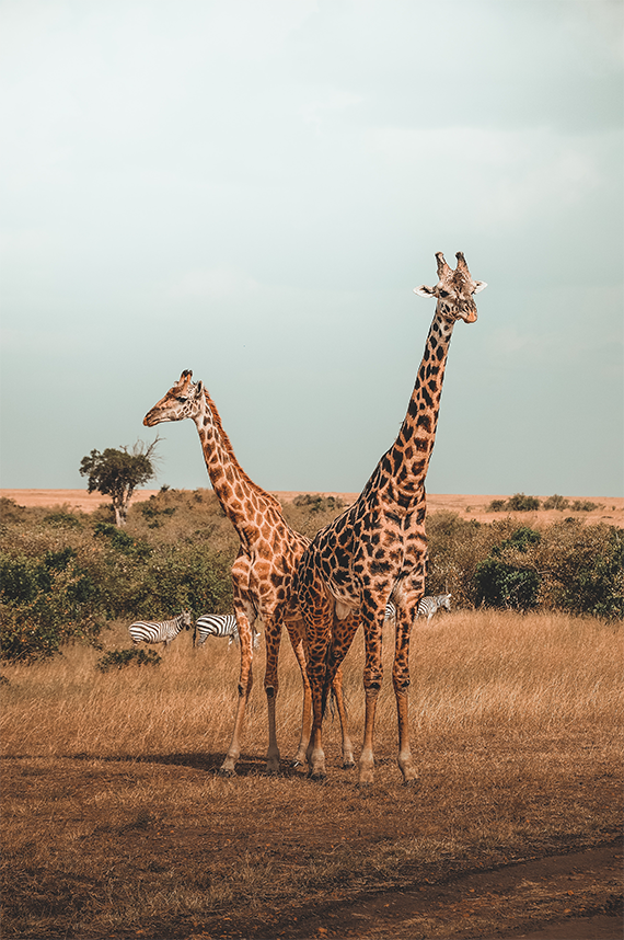 Giraffe Poster