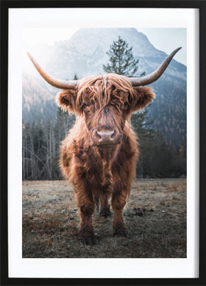 Highland Cow Poster
