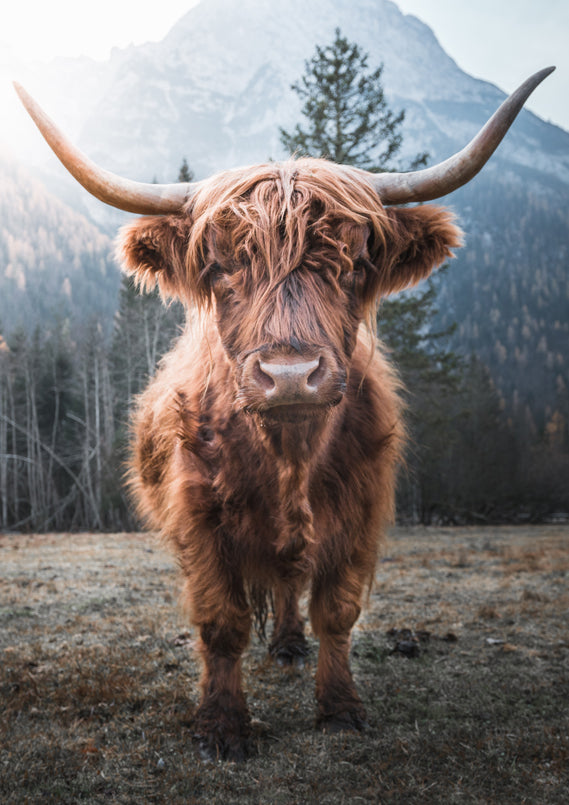Highland Cow Poster