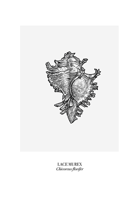 Lace Murex Poster
