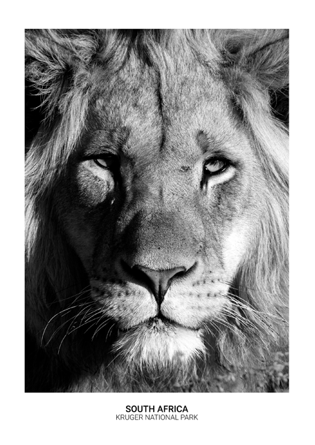 Proud Lion Poster