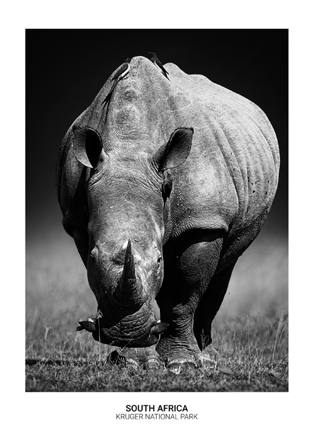 Rhino Poster