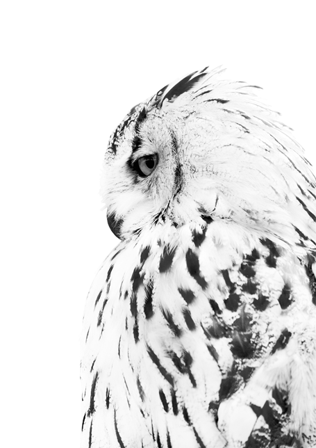 Owl Poster