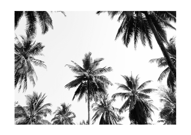 Underneath the palm trees Poster