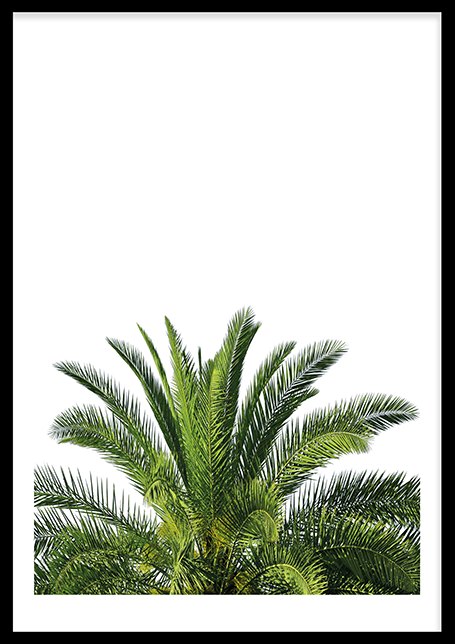 Palmtree Top Poster