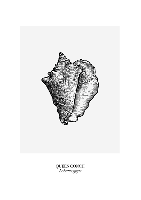 Queen Conch Poster