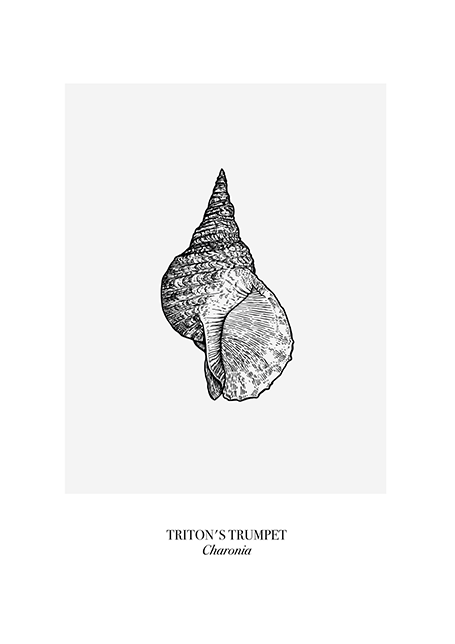 Triton's Trumpet Poster