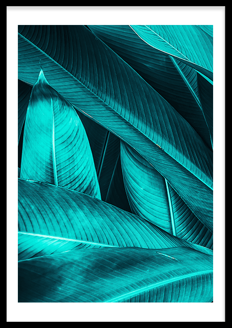 Leaves Tropics Poster