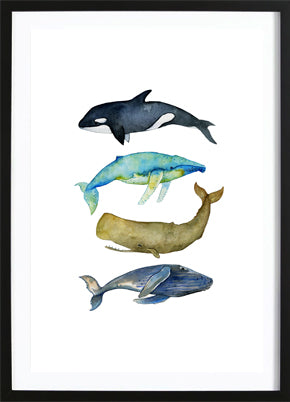 Walvissen Poster