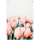 Pink Tulips Tuinposter (60x90cm)