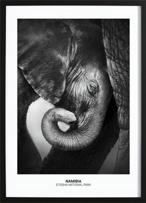 Baby Elephant Poster