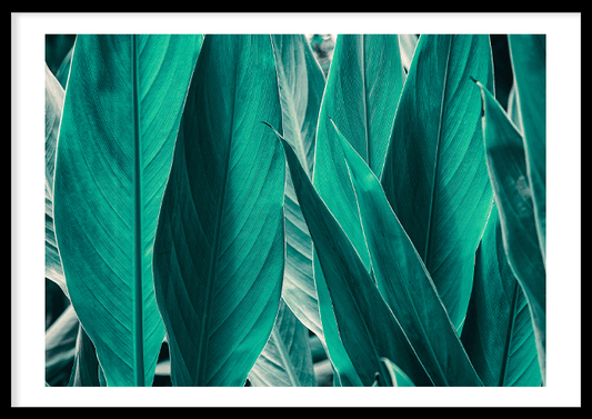 Bird Of Paradise Leaves Poster