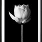 Blooming Lotus Black Poster