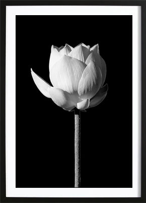 Blooming Lotus Black Poster