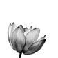 Flower Bomb Poster