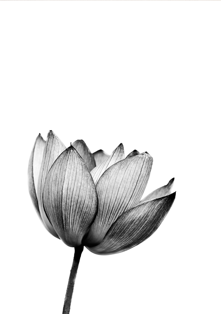 Flower Bomb Poster