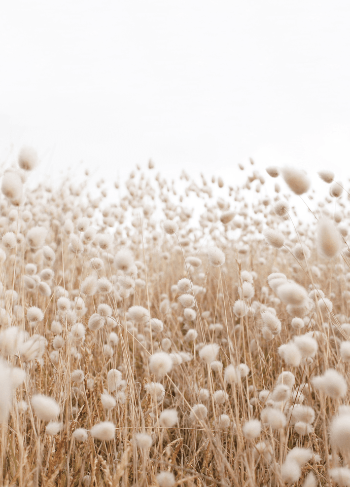 Boho Grass Poster