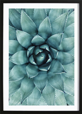 Cactus Flower Poster