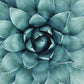 Cactus Flower Poster
