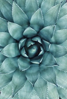 Cactus Flower Poster