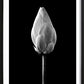 Lotus Bud Black Poster