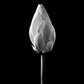Lotus Bud Black Poster