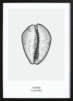 Cowry Poster