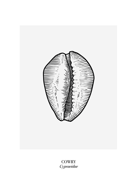 Cowry Poster