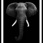 Elephant Poster