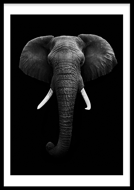 Elephant Poster