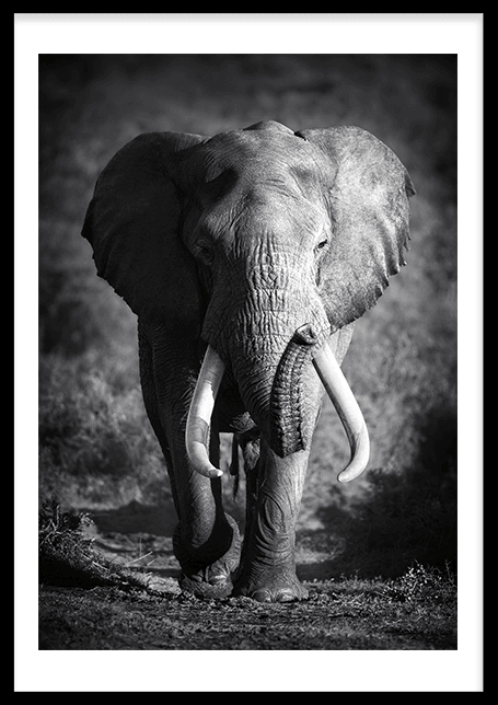 Elephant Spirit Animal Poster