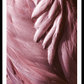 Flamingo Feathers Poster