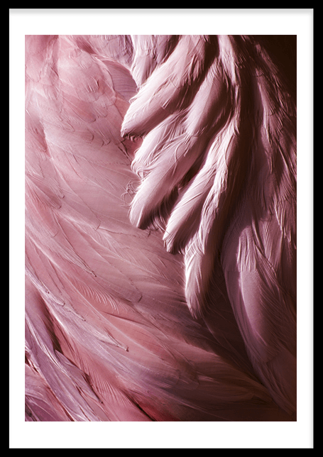 Flamingo Feathers Poster