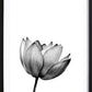 Flower Bomb Poster