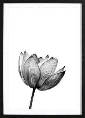 Flower Bomb Poster