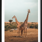 Giraffe Poster