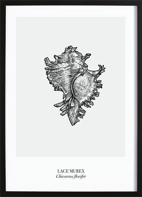 Lace Murex Poster