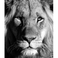 Proud Lion Poster