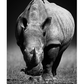 Rhino Poster
