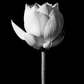 Blooming Lotus Black Poster
